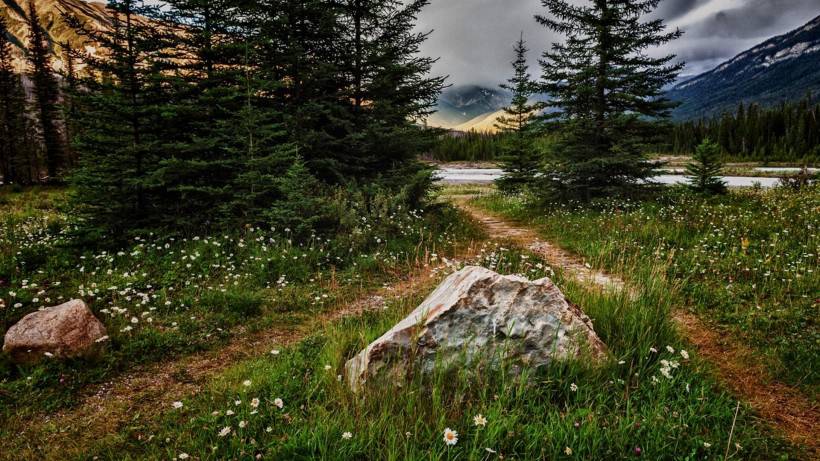 唯美花海风景图片高清壁纸精选