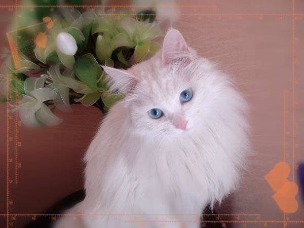 最美蓝眼白猫扮萌超Q图片