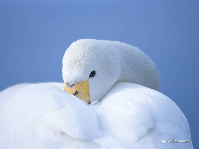 白天鹅栖息组图白色羽毛纤尘不染