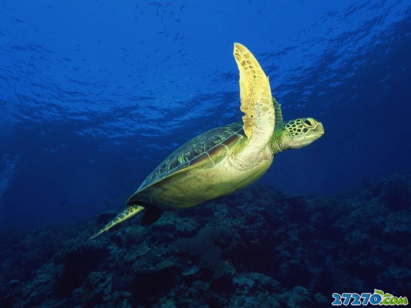 特写海底生物 海底的世界