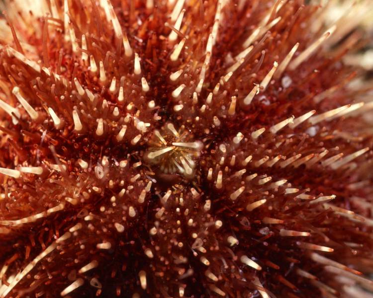 深海缤纷唯美珊瑚海葵美景高清图集