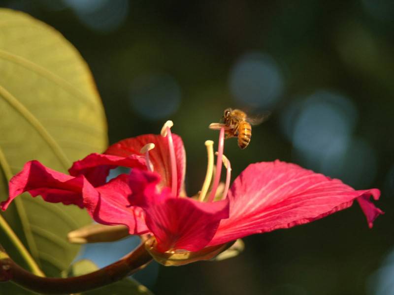 辛勤蜜蜂小动物图片特写