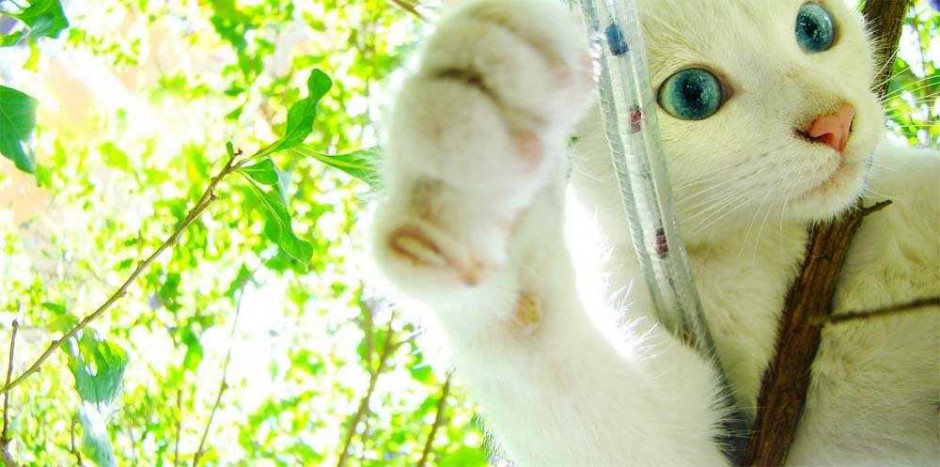 蓝眼白猫身手敏捷图片壁纸