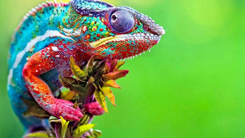 自然界颜色绚丽的动物高清组图