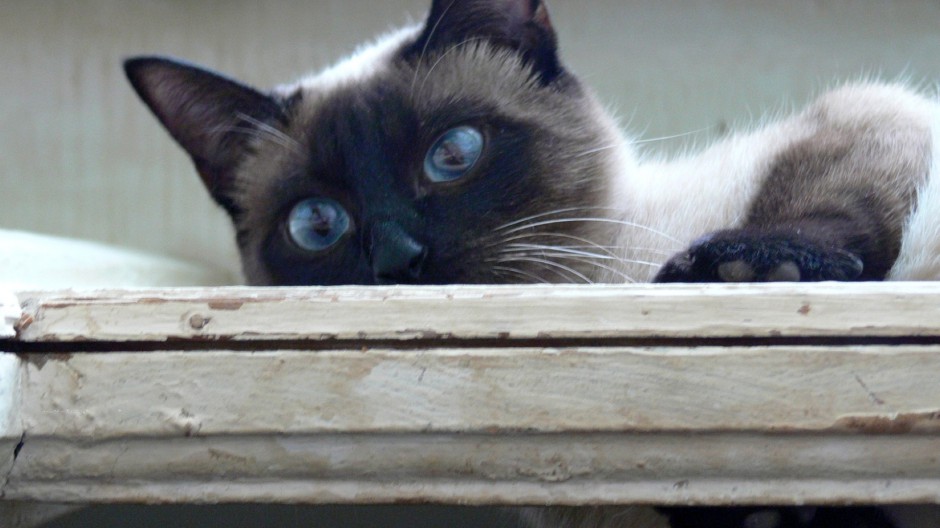 贵气孤傲的暹罗猫生活写真照片