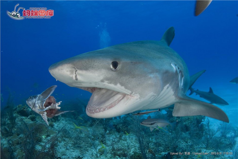 大鲨鱼深海捕食图片