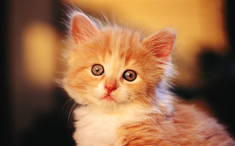 可爱毛绒绒的小猫咪写真