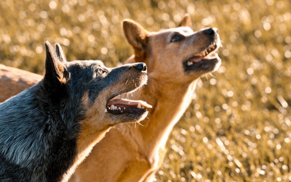 澳洲牧羊犬耍宝卖萌高清图片