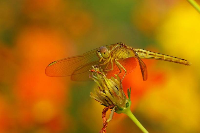 昆虫图片唯美微距蜻蜓特写