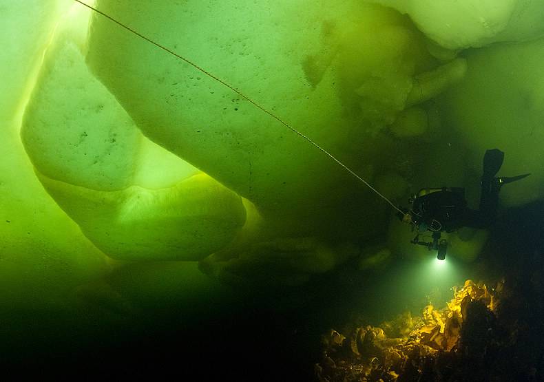 昔日冠军回归自然 俄美女冰下全裸戏白鲸