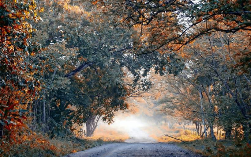 秋天树叶风景图片唯美摄影素材分享