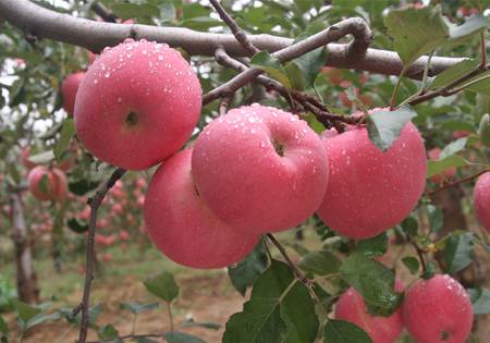 青岛农科院科研苹果一夜被偷光 三棵树苹果价值上亿