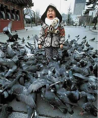 当鸽群围上小女孩 吓哭了