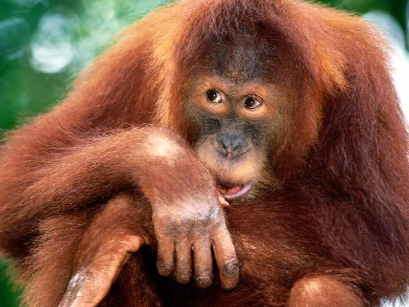 灵长类猿猴猩猩动物图片