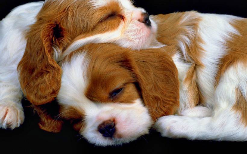 在睡梦中的超萌可爱狗狗图片