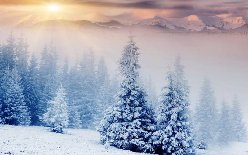 冬天树林雪景精美桌面壁纸