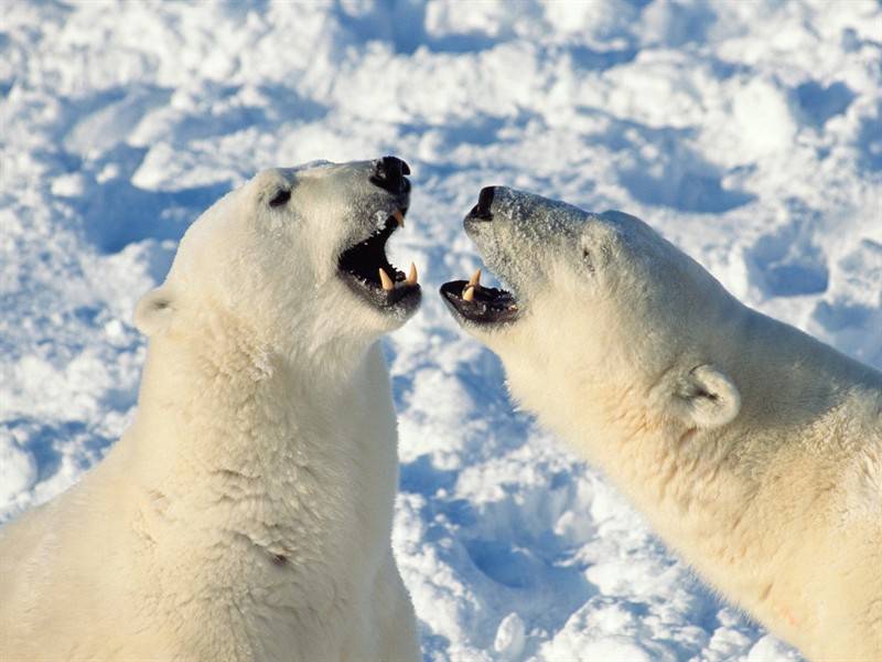 河马北极熊野生动物图片合集