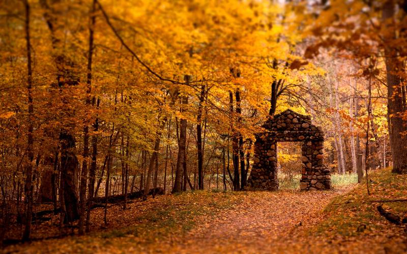 深秋里枯黄的落叶桌面高清壁纸