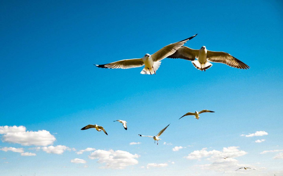 海鸥翱翔海边风景桌面壁纸