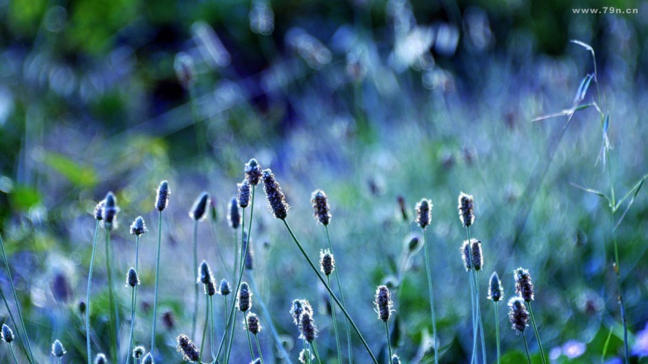 紫色薰衣草花海壁纸唯美浪漫