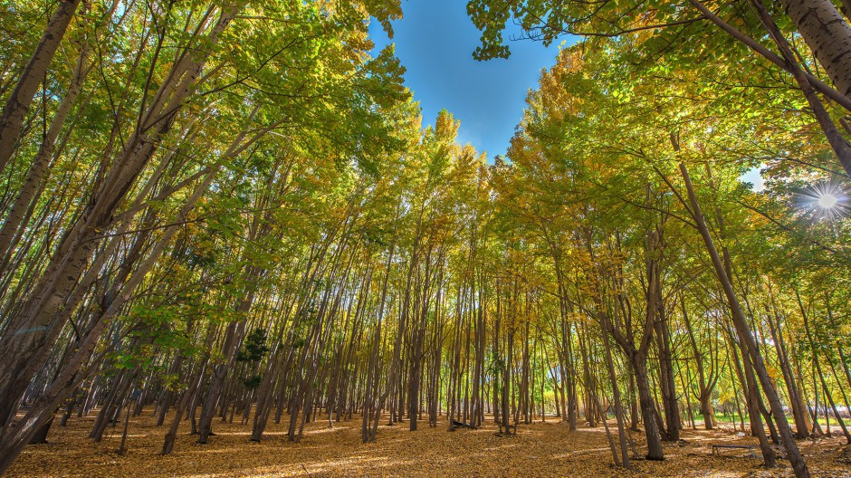 秋天美丽的黄色树林风景图片壁纸