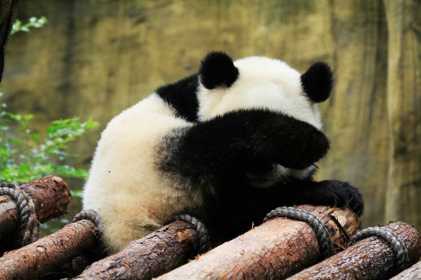 淘气的大熊猫高清图片