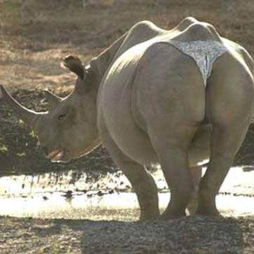 动物恶搞图片之文明的犀牛