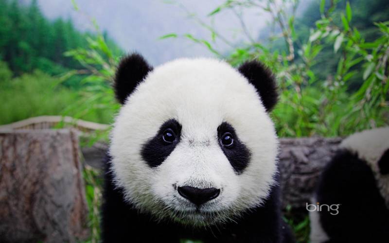 国宝熊猫可爱胖胖写真组图