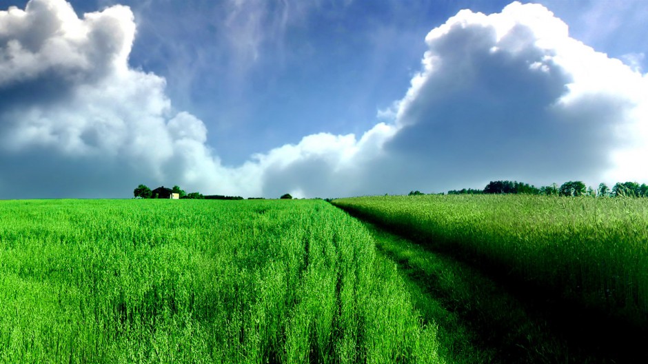 绿色草地清新风景图片壁纸