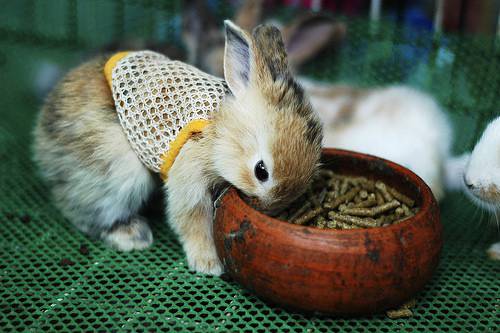 可爱乖巧的萌宠小兔子图片