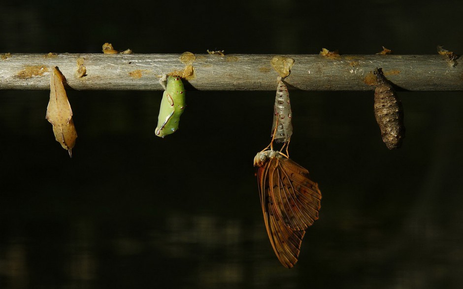 毛毛虫变蝴蝶高清图片
