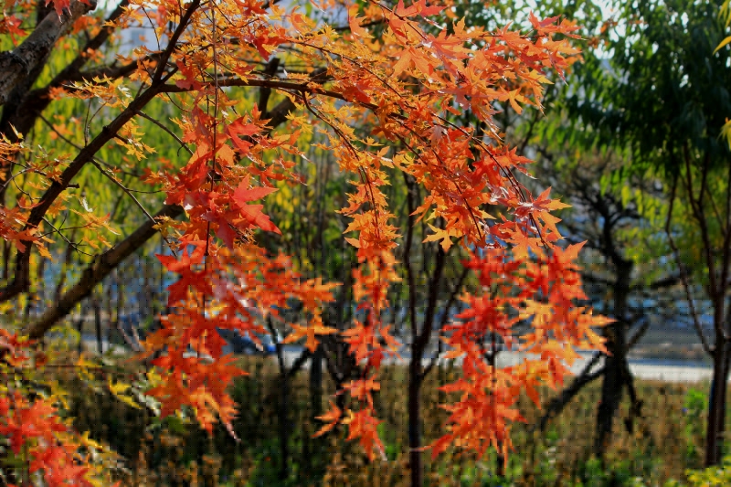 秋天落叶飘飘高清风景壁纸