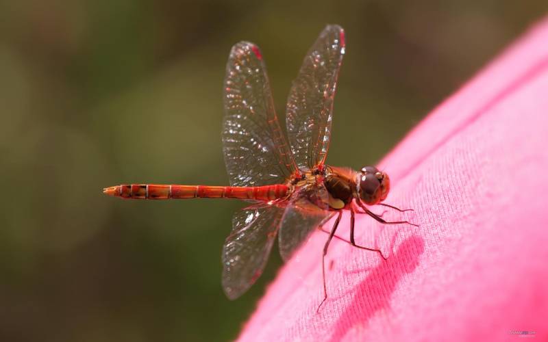 自然界精灵红蜻蜓栖息枝头美景