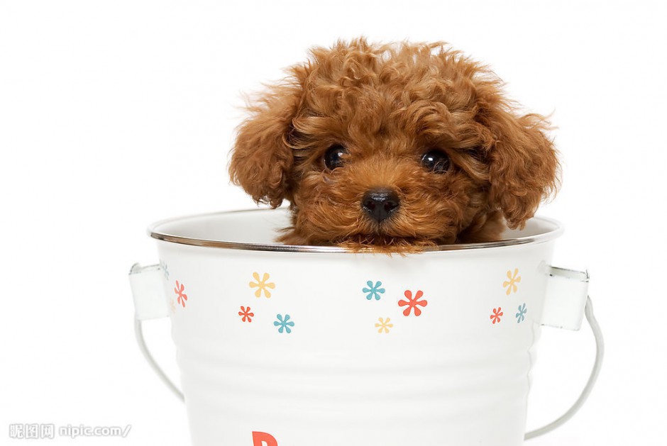 超萌可爱的小狗茶杯犬图片