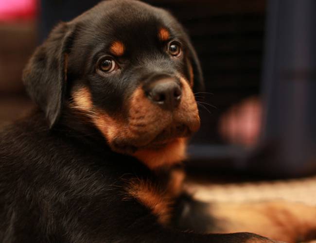 无辜可爱的罗威纳犬三个月大图片