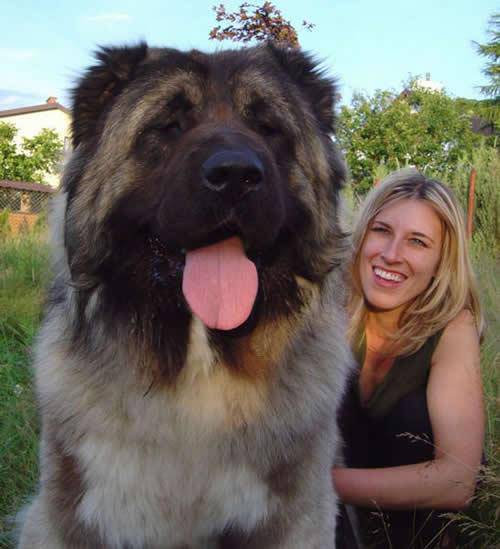 高加索犬：探秘世界上最大的狗