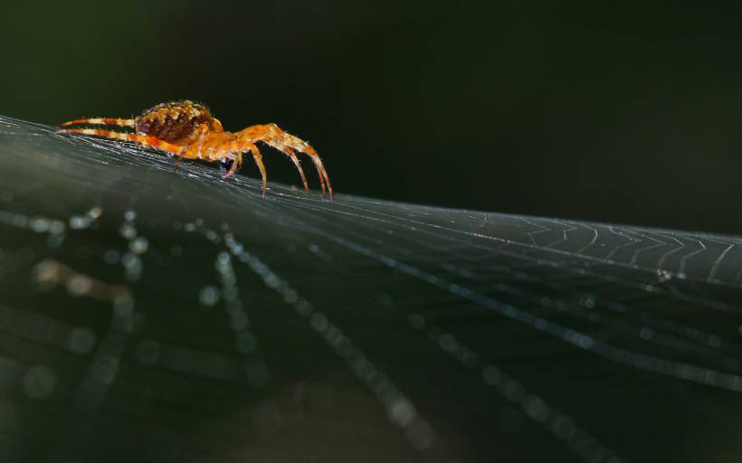 色彩斑斓的蜘蛛精美图片