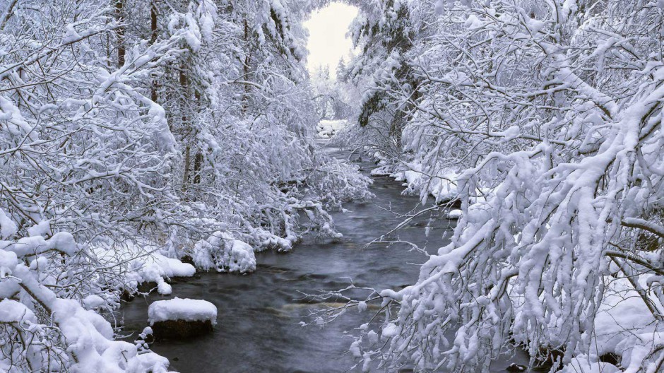 唯美树林雪景风景图片清新迷人