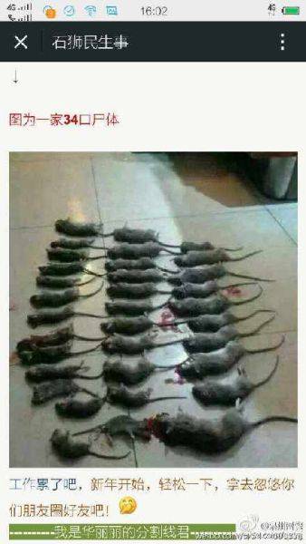 漳州惊现老鼠灭门案 硬把34只死老鼠说成死34人