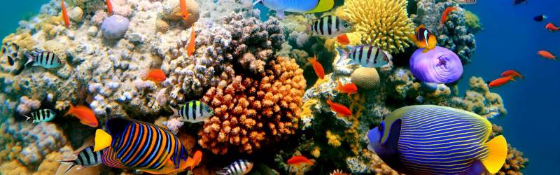 五彩缤纷的海底世界超清晰图片