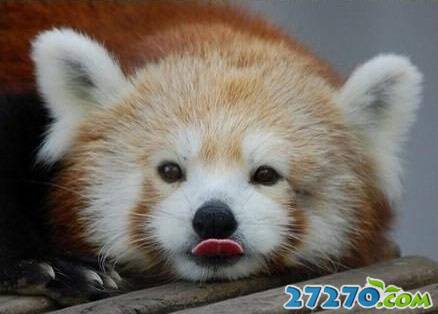 可爱的动物们萌图