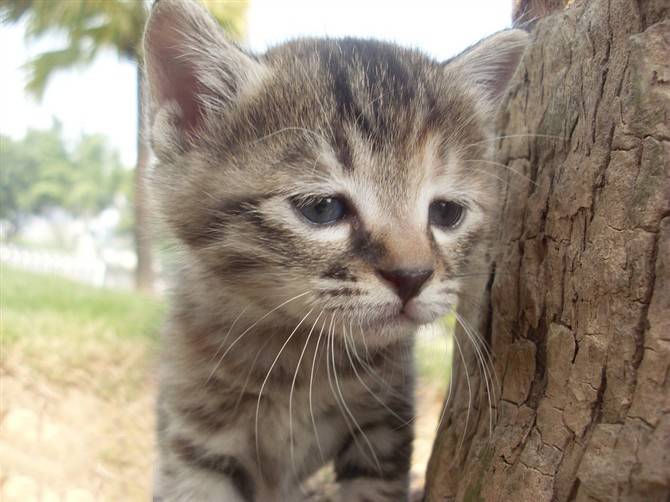 小狸花猫忧郁逗趣表情图片