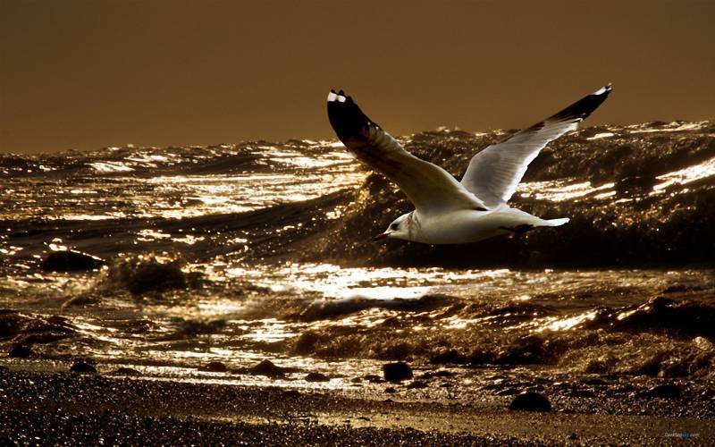 海面翱翔的海鸥高清组图