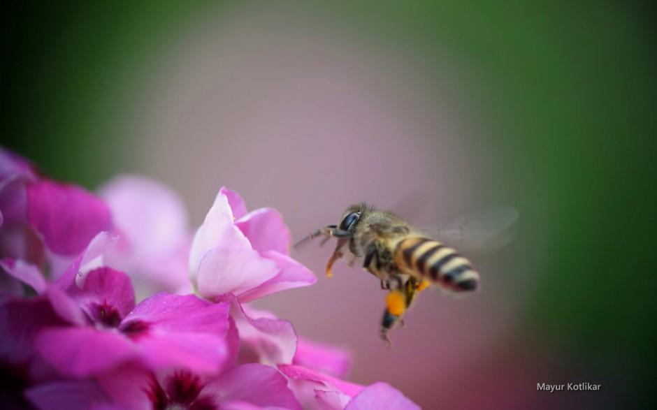 春天蜜蜂与花风景桌面壁纸