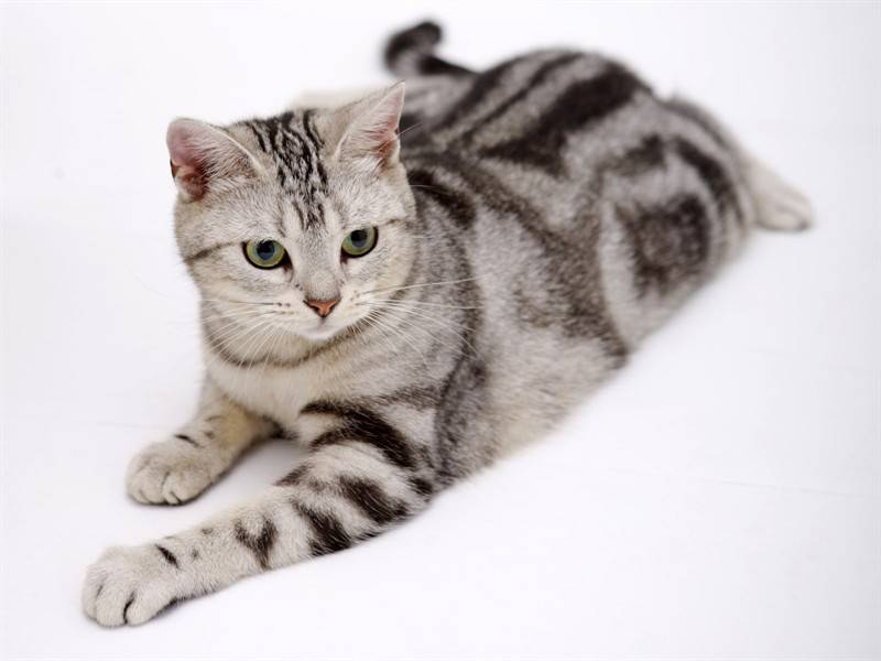 可爱灰白色宠物小猫咪动物图片