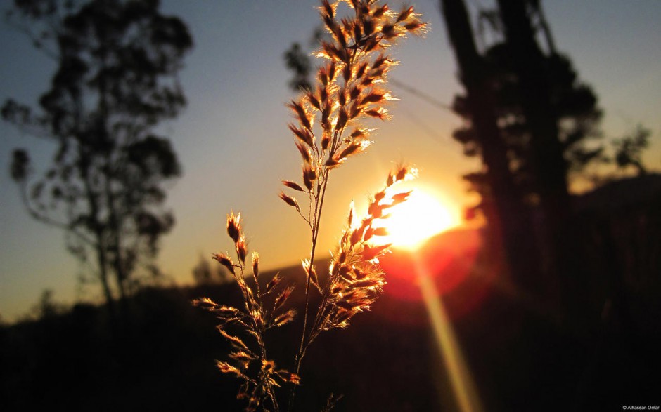 花蕾花瓣风景桌面壁纸