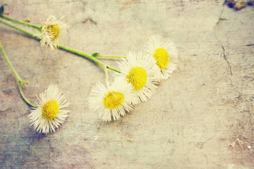 花不迷人 人自迷唯美图片