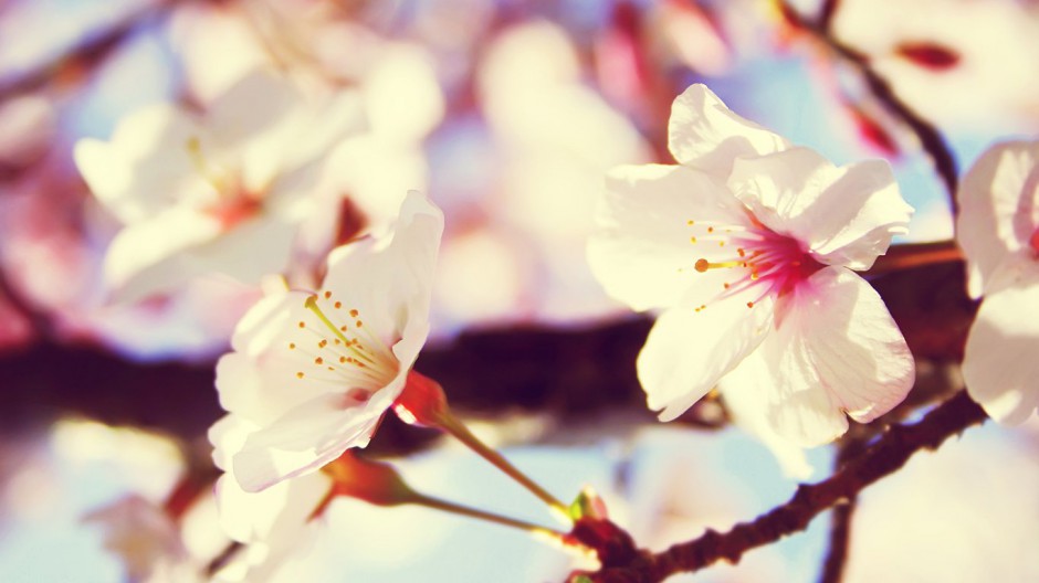 四季清新素雅唯美自然绿野花草风景