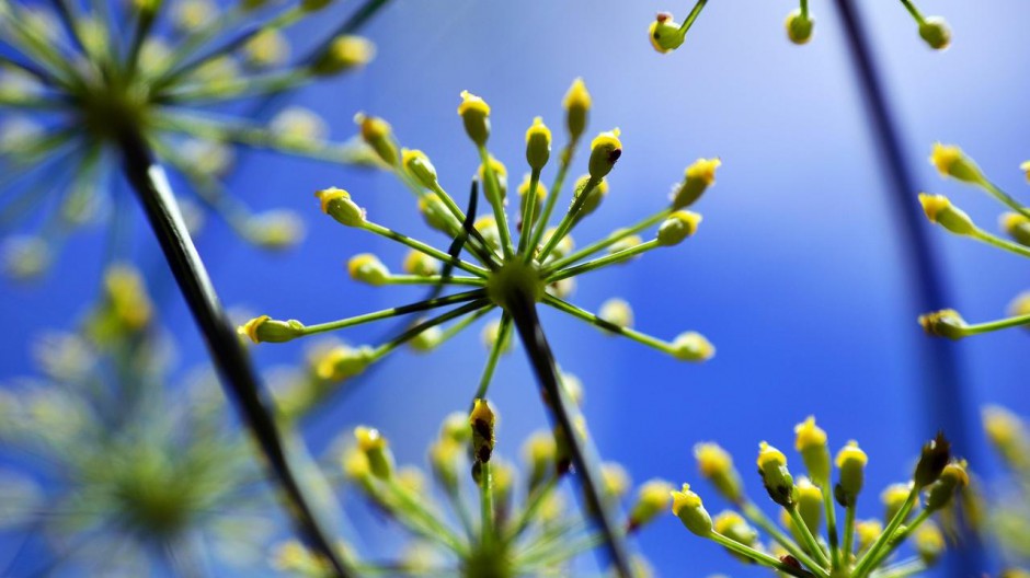 搜狗桌面壁纸花植物