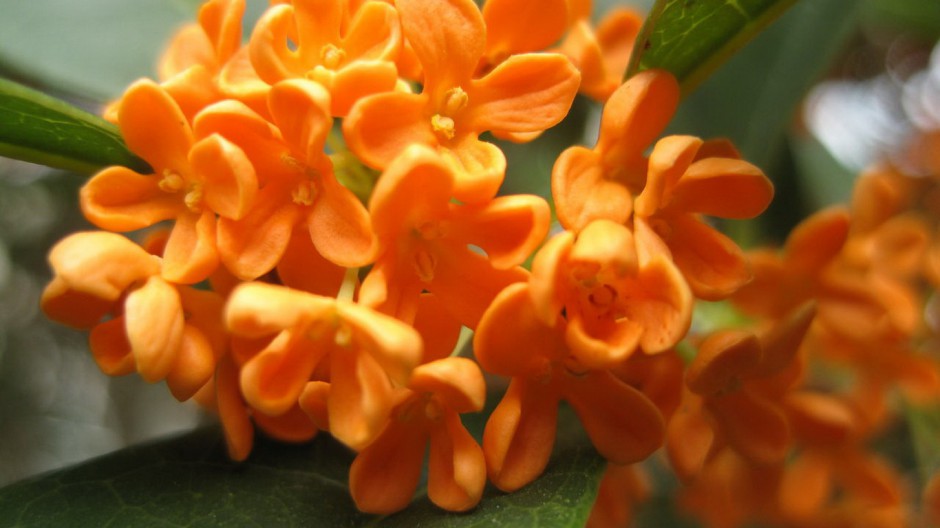 八月桂花飘香四溢唯美植物壁纸